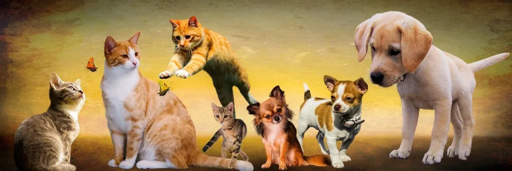 FAQ sur les bienfaits du skijoering pour les chiens